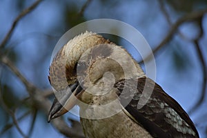 Kookaburra in Yanchep National Park, Perth
