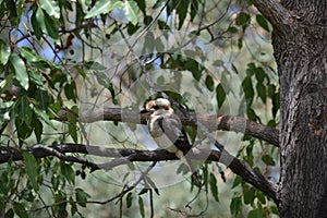 Kookaburra in Yanchep National Park, Perth