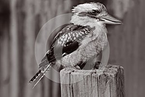 Kookaburras terrestrial tree kingfishers bird