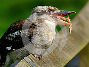 Kookaburras are terrestrial tree kingfishers of the genus Dacelo native to Australia and New Guinea