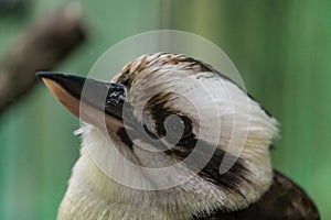 Kookaburras photo