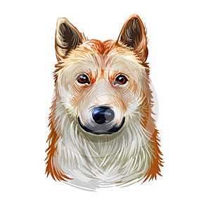 Koolie, Australian Koolie, German Coolie, German Koolie, Coulie, German Collie dog digital art illustration isolated on white