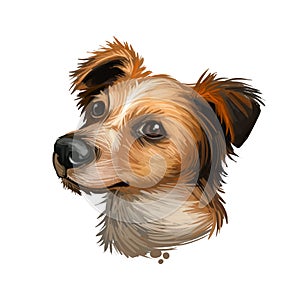 Koolie, Australian Koolie, German Coolie, German Koolie, Coulie, German Collie dog digital art illustration isolated on white