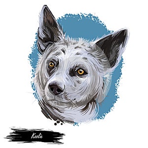 Koolie, Australian Koolie, German Coolie, German Koolie, Coulie, German Collie dog digital art illustration isolated on white