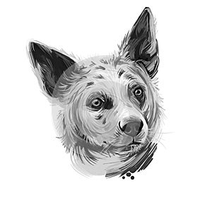 Koolie, Australian Koolie, German Coolie, German Koolie, Coulie, German Collie dog digital art illustration isolated on white