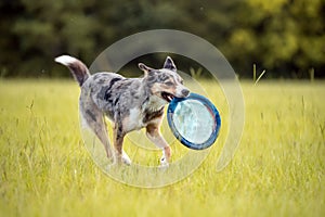 Koolie Australian working herding dog or German Coolie