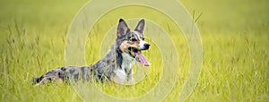 Koolie Australian working herding dog or German Coolie