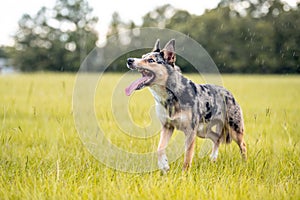 Koolie Australian working herding dog or German Coolie