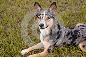 Koolie Australian working herding dog or German Coolie