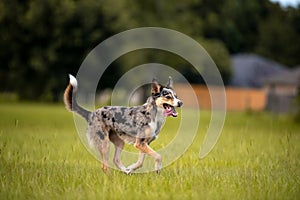 Koolie Australian working herding dog or German Coolie