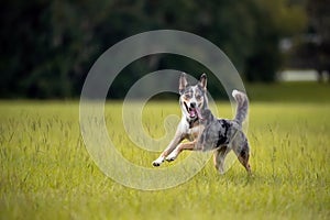 Koolie Australian working herding dog or German Coolie