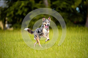 Koolie Australian working herding dog or German Coolie