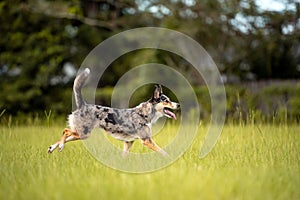 Koolie Australian working herding dog or German Coolie