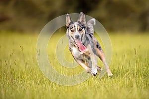 Koolie Australian working herding dog or German Coolie