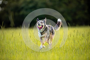 Koolie Australian working herding dog or German Coolie