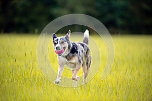 Koolie Australian working herding dog or German Coolie