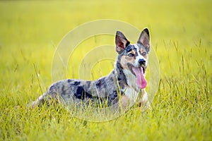 Koolie Australian working herding dog or German Coolie