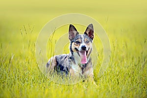 Koolie Australian working herding dog or German Coolie