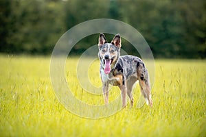 Koolie Australian working herding dog or German Coolie