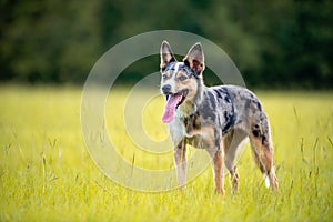 Koolie Australian working herding dog or German Coolie