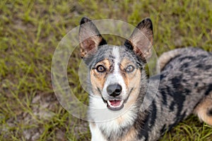 Koolie Australian working herding dog or German Coolie