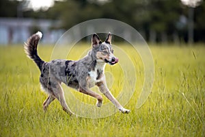 Koolie Australian working herding dog or German Coolie