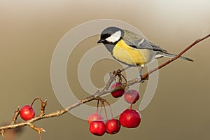 Koolmees, Great Tit, Parus major