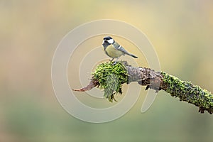 Koolmees, great tit, Parus major