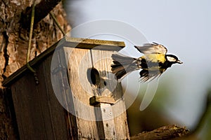 Koolmees, Great Tit, Parus major