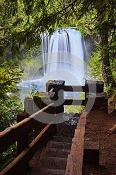 Koosah Falls Power and Lush Forest from Trail Perspective photo