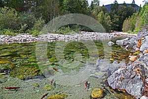 Kootenay River