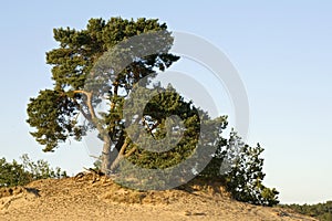 Kootwijkerzand, Kootwijk, Veluwe, Netherlands photo