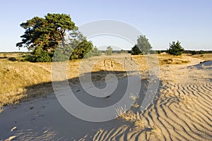 Kootwijkerzand, Kootwijk, Veluwe, Netherlands photo