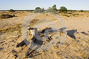 Kootwijkerzand, Kootwijk, Veluwe, Netherlands photo