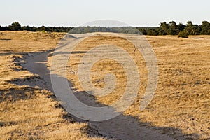 Kootwijkerzand, Kootwijk, Veluwe, Netherlands photo