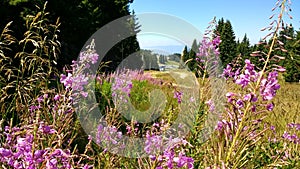 Kopaonik summer view through flowers