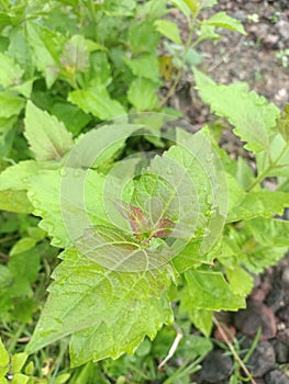 Kopasanda leaves & x28;Chromolaena odorata L.& x29; The leaves contain tannins, phenols, flavonoids, saponins and steroids photo