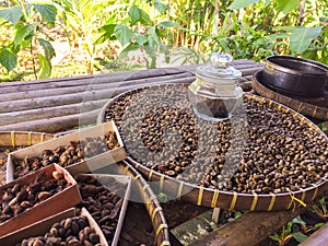 Kopi Luwak Coffee Beans - Bali