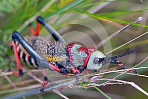 Koppie foam grasshopper. Colourful grasshopper / locust photographed in the Blyde River Canyon, South Africa