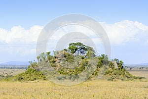 Koppie at Serengeti plains