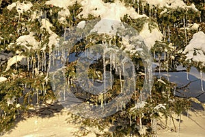 Kor Alps - Selective focus of pine tree with icicles hanging from branches. Alpine forest on Kor Alps, Lavanttal Alps