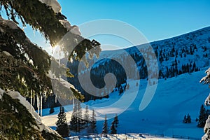 Kor Alps - Selective focus of pine tree with icicles hanging from branches. Alpine forest on Kor Alps, Lavanttal Alps