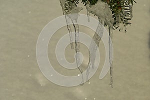 Kor Alps - Selective focus of pine tree with icicles hanging from branches. Alpine forest on Kor Alps, Lavanttal Alps