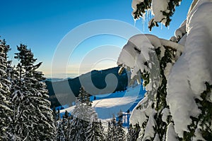 Kor Alps - Selective focus of pine tree with icicles hanging from branches. Alpine forest on Kor Alps, Lavanttal Alps