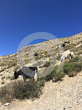 Kora around Mt. Kailash in Tibet.