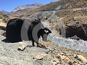 Kora around Mt. Kailash in Tibet.