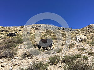 Kora about Mt. Kailash in Tibet.