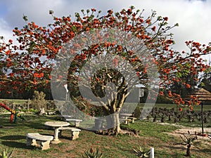 Korallenbaum in SÃ¼dafrika - Coral Tree in Southafrica