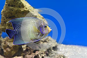 The Koran Angelfish in aquarium closeup