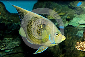 Koran Angelfish (Pomacanthus semicirculatus)